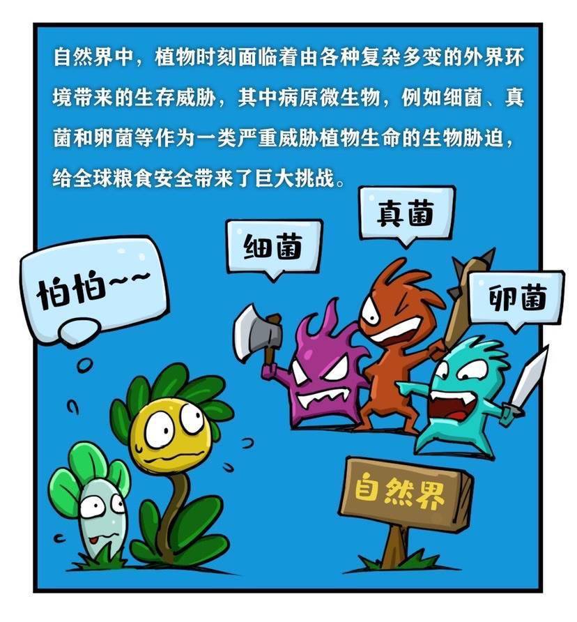 而对植物来说,它们所面对的来自病原微生物的挑战要比我们多得多,例如