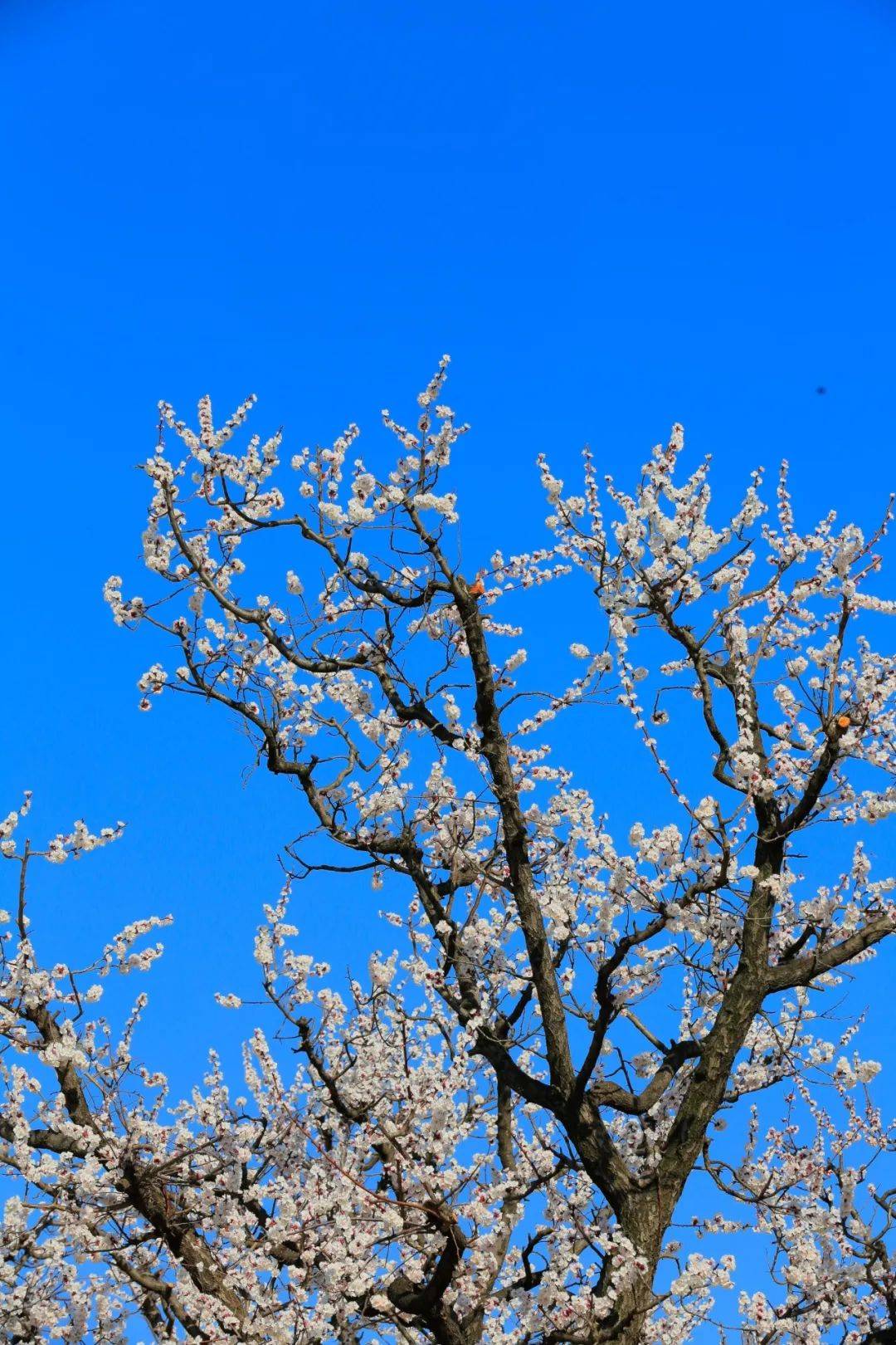 春天杏树图片图片