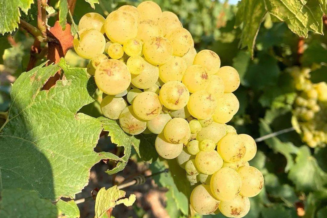 霞多丽 chardonnay01葡萄品种们占香槟区 99.