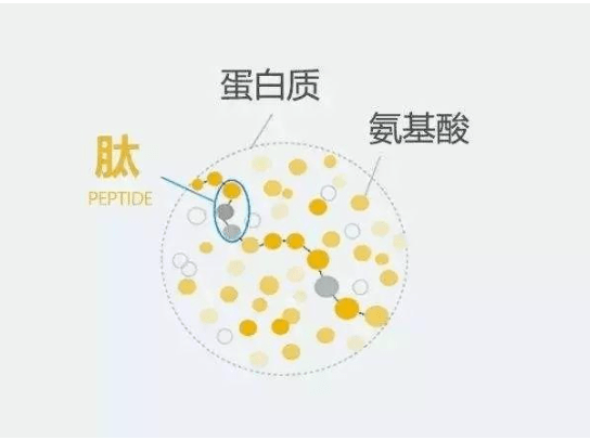 优质蛋白有哪一些 b8bbdda595154c63bca9f8a71605e4cd.png