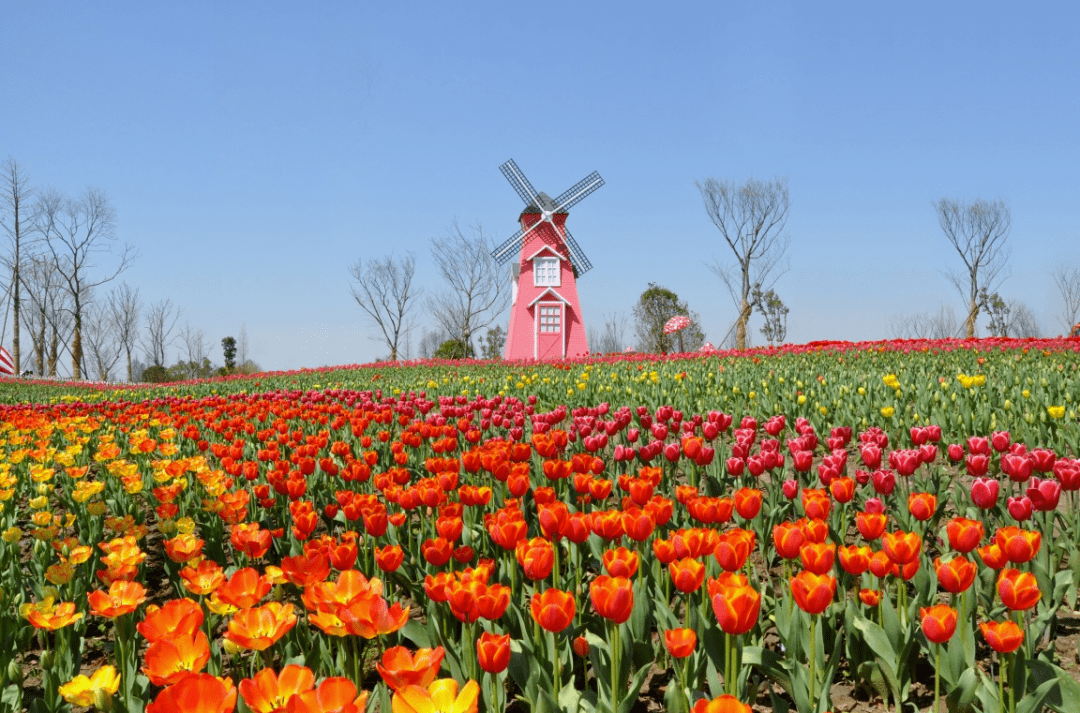 2021年3月6日-3月21日【活动地点】嘉善·云澜湾四季花海乐园蓝天