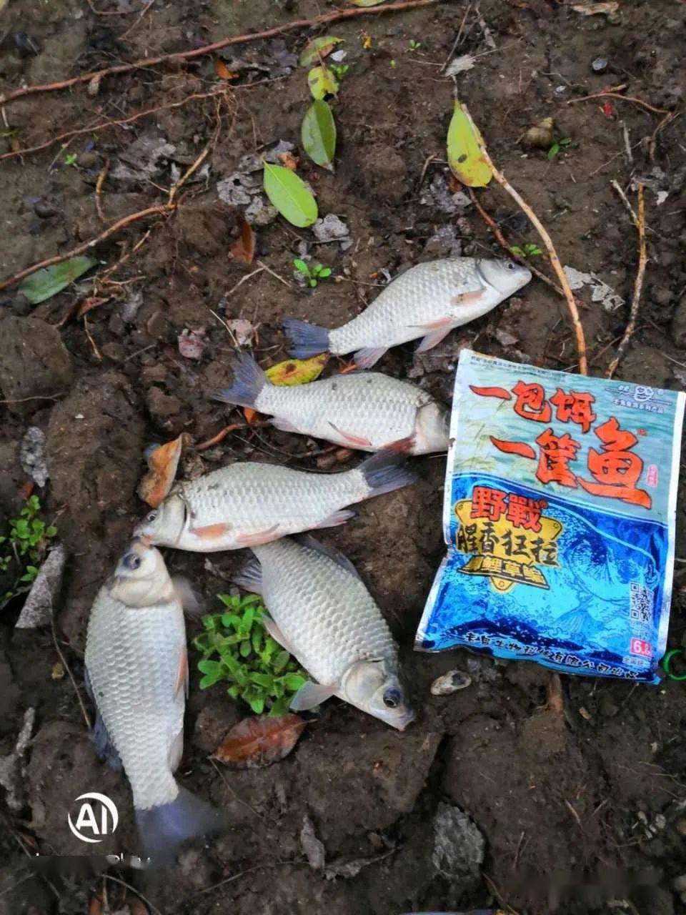 初试一包饵一筐鱼野战版效果惊艳