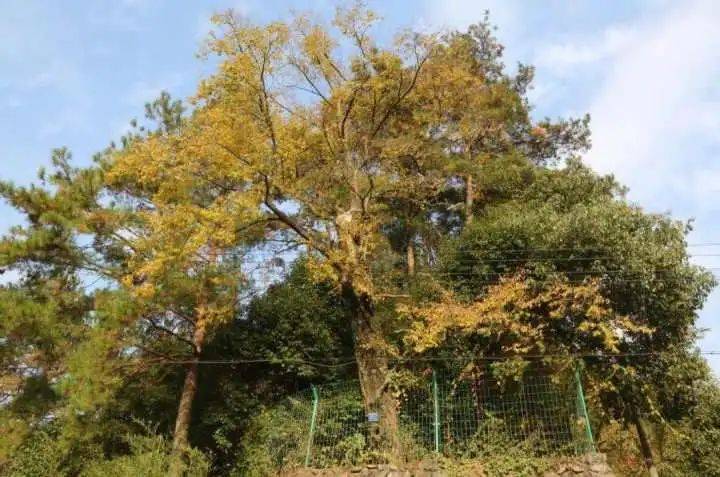 杭州这些树绝了：年纪最大12000岁，最珍稀的全球仅存5棵