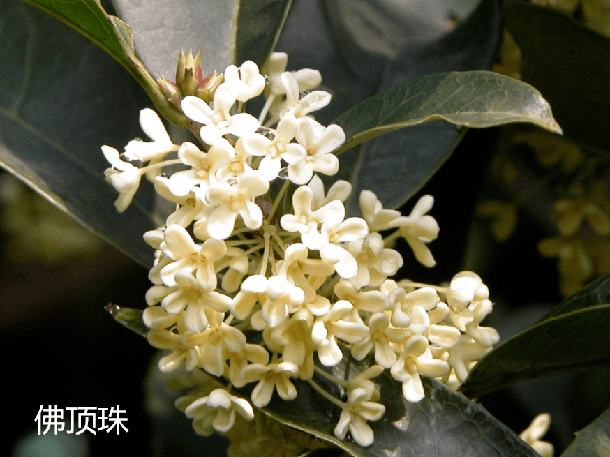 【植树节】与您讲讲杭州市花的桂族密码