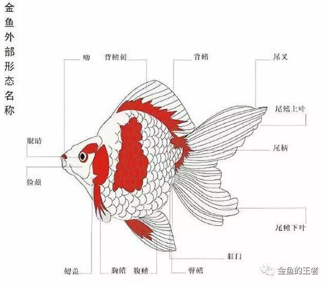 必看 金鱼的外部形态和测量部位 切忌不懂装懂 长度