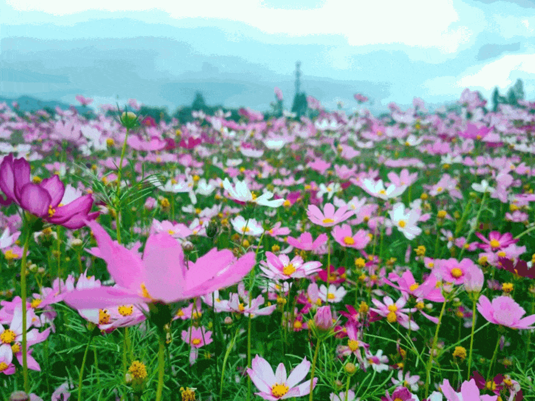 报上江百花园的牡丹花和紫荆花已陆续开放姹紫嫣红美翻了