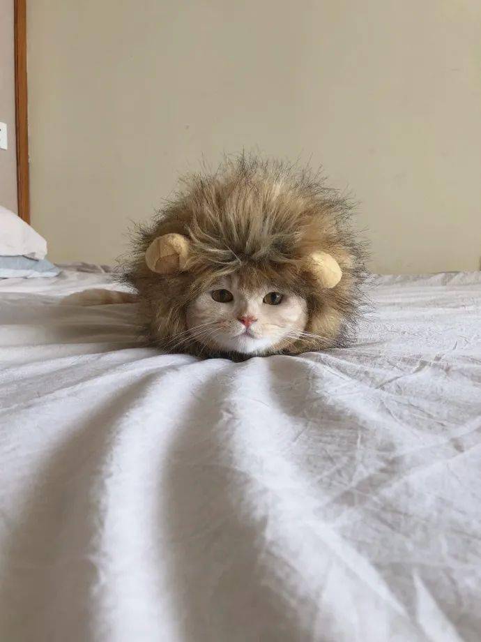 脸最大的狮子橘猫头像萌宠头像猫咪头像