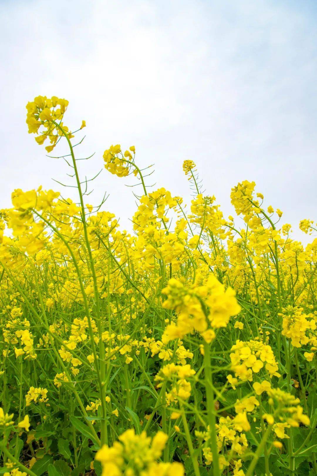 春天來啦巢湖驚現超大油菜花海就在