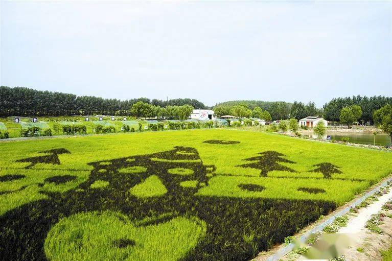 湾金禾湾农场01一起去"家门口"的旅游打卡地逛一逛约上两三好友趁着周