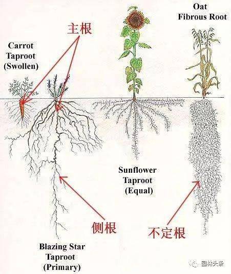 最详细的『植物根部』知识普及!_直根