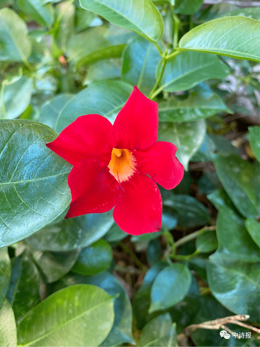 中国诗歌报会员创作室第七十期临屏诗优选作品鉴赏