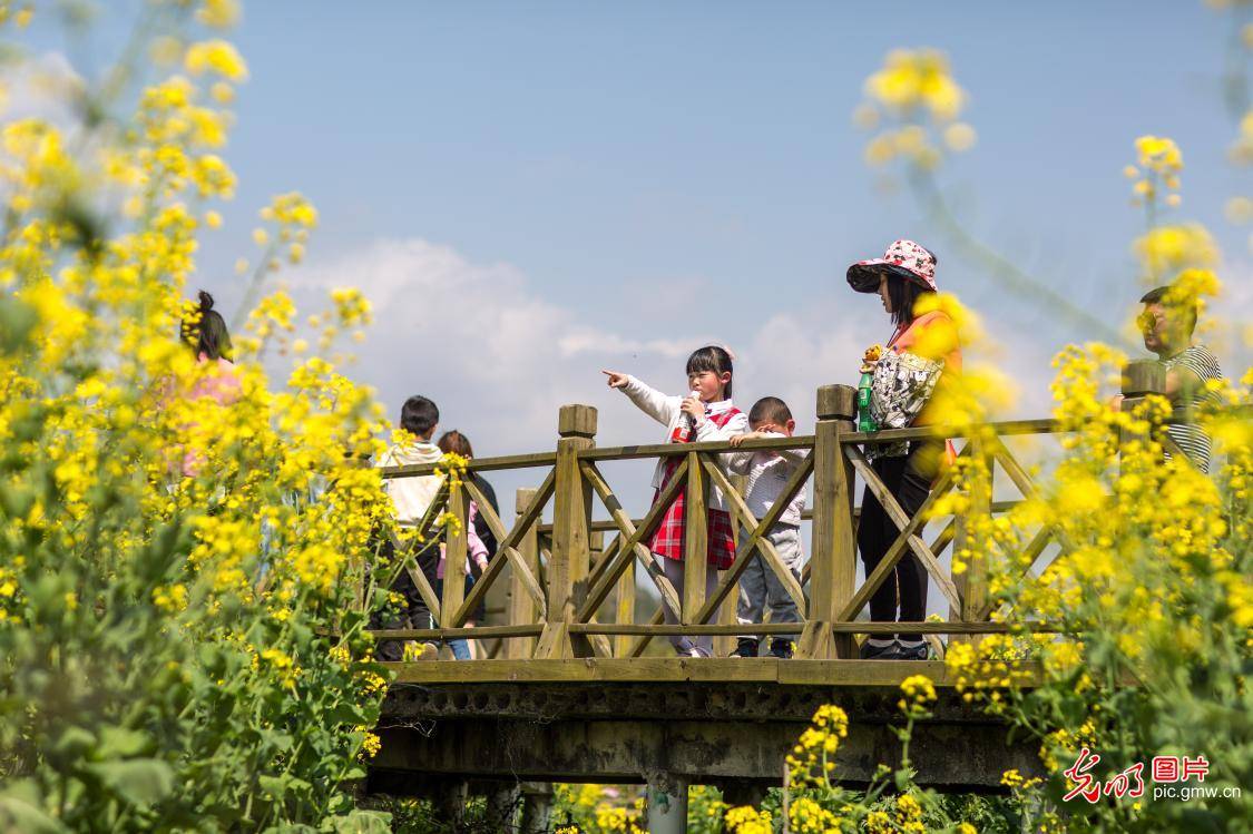 贵州务川：油菜花开游客来