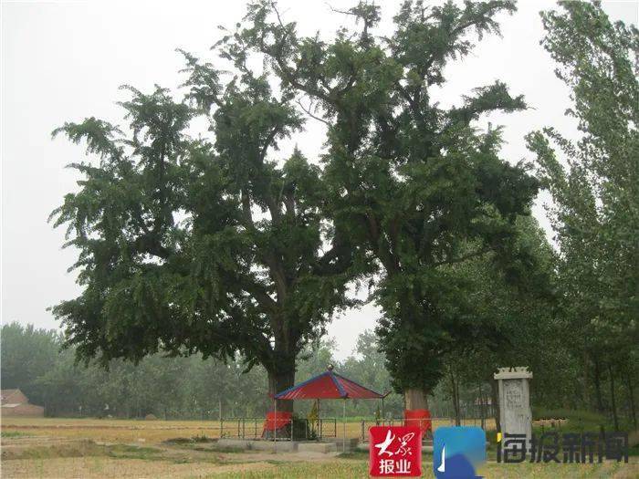 創元会委員,中山節子「南仏風景（ブオー畑）」４号油彩,77年,サントロペ,額なし 菏泽遍布名木古树！千年枸杞树宛若“巨型绿伞”，枝条覆盖近半个