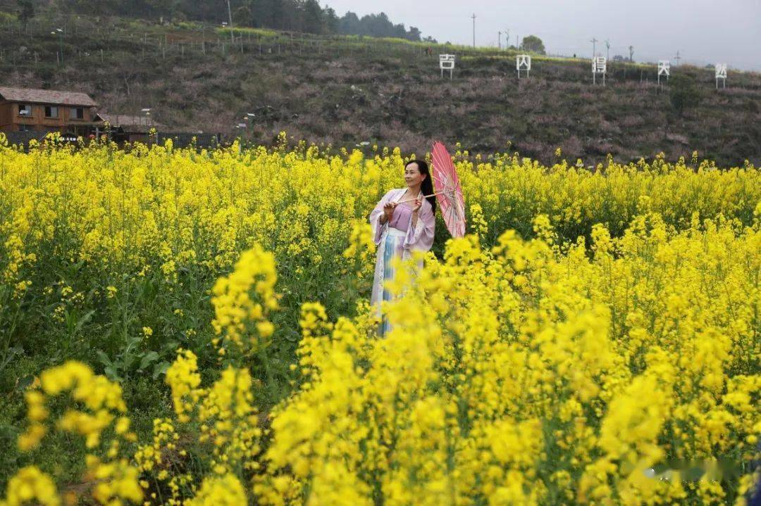 萍乡莲花油菜花节图片