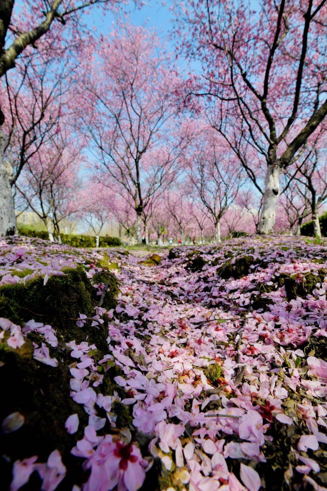 早春的浪漫是上方山悄然绽放的樱花