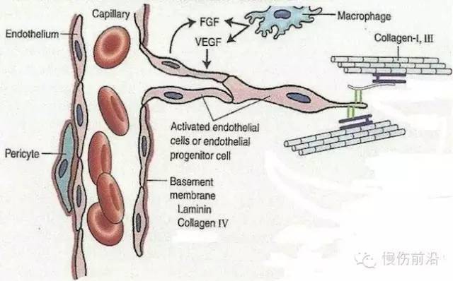新生毛细血管的特点图片