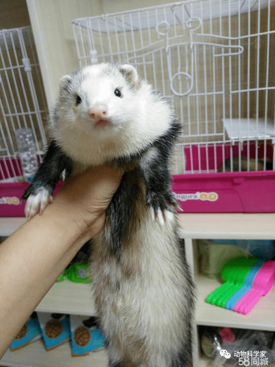 这个紫金花狐貂到底是怎么个样子,已经无可考据了.