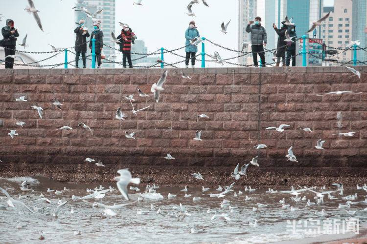 青岛市民“挽留海鸥”已26年，这些人却在栈桥“辣手摧鸥”！
