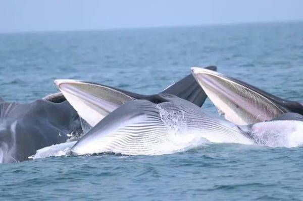 有游客擅乘快艇出海追观“网红”鲸鱼，广西北海将严厉打击插图1