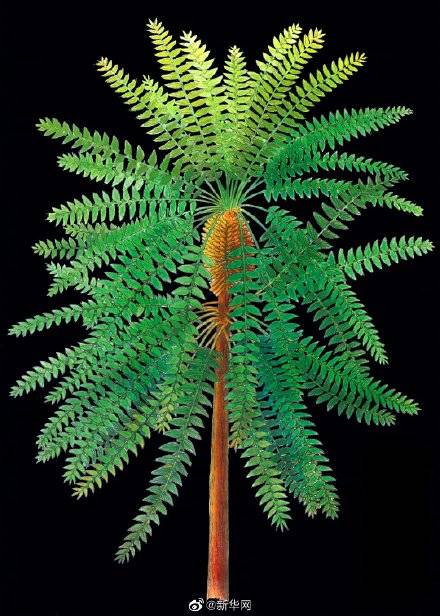 植物|科学家发现3亿年前奇特树木
