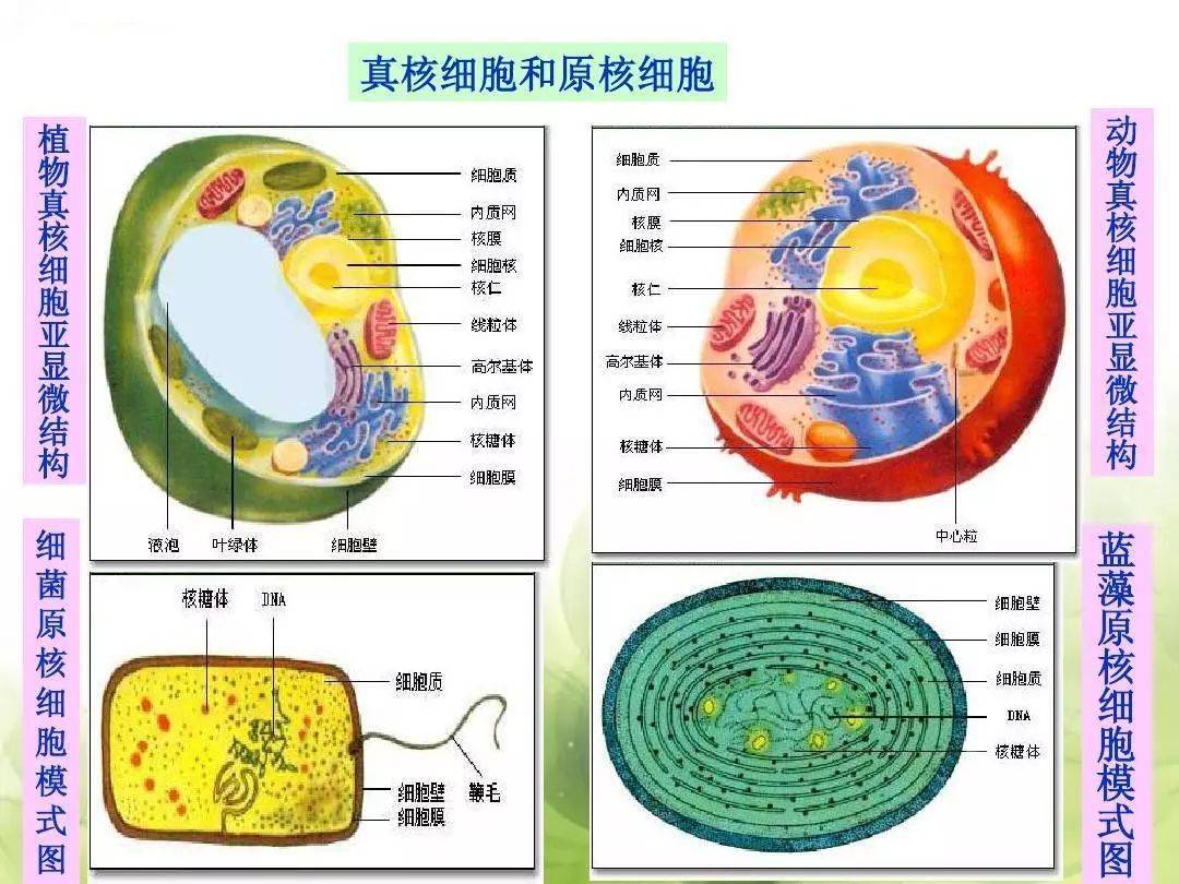 高中细胞结构示意图图片