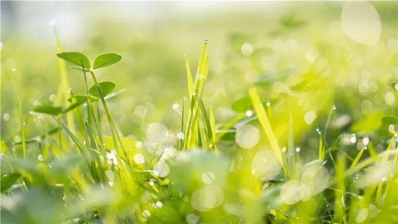 大佛脚下的慢生活丨露水微凉 晨光微熹烟火尽头,一方净土请给我24小时