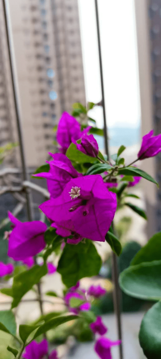 现在可以种什么花最赚钱 89214f7754f343c094690c3d420615ec.png