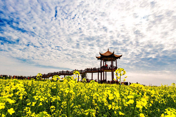 2021年湖北省油菜花节在荆门沙洋开幕