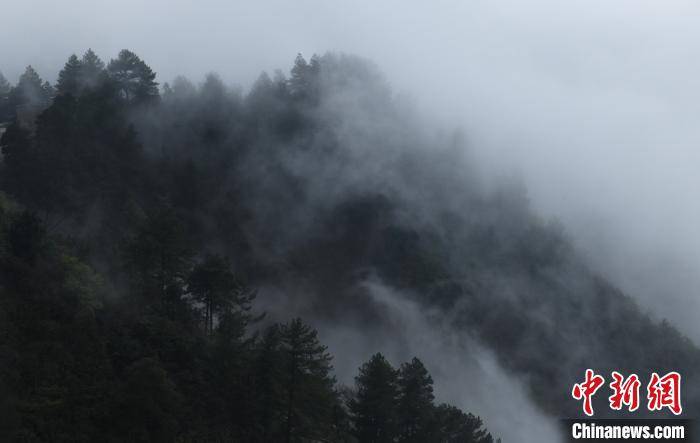 黑山谷下雨了，云雾缭绕好似一幅水墨画