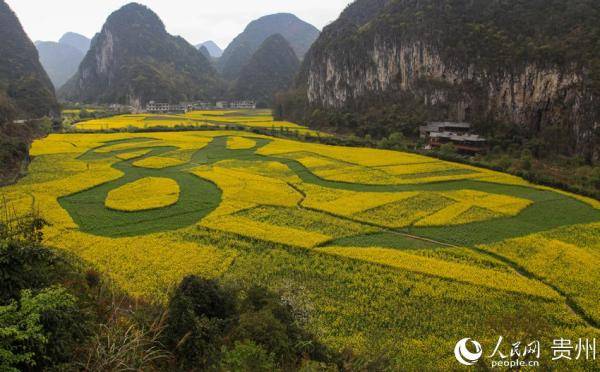 俯瞰世界最大植物汉字景观贵州 龙字田 油菜花