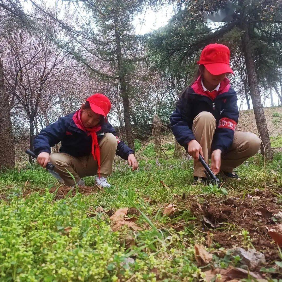 小手添新绿,树苗快快长