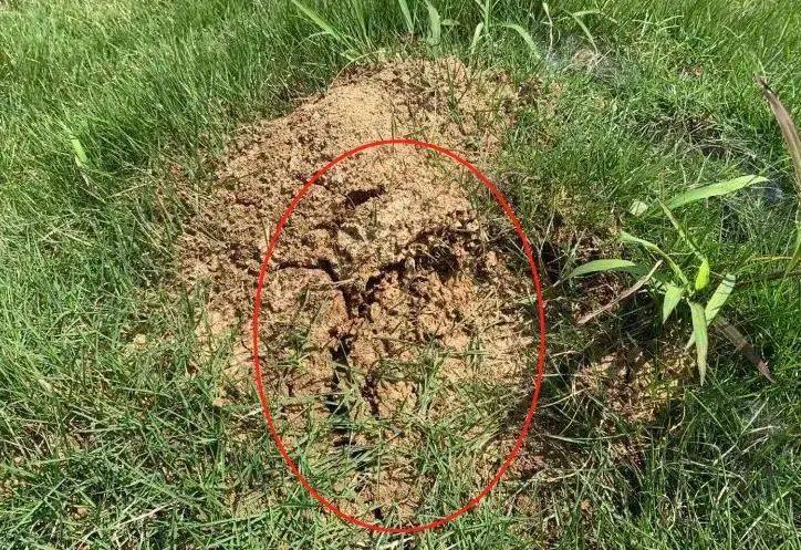 蚂蚁是什么毒素 ec5824d3c1474714ad3484b5d42bfc27.jpeg