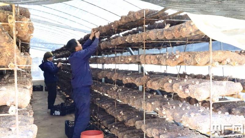 云南施甸:小香菇撑起"致富伞"_种植