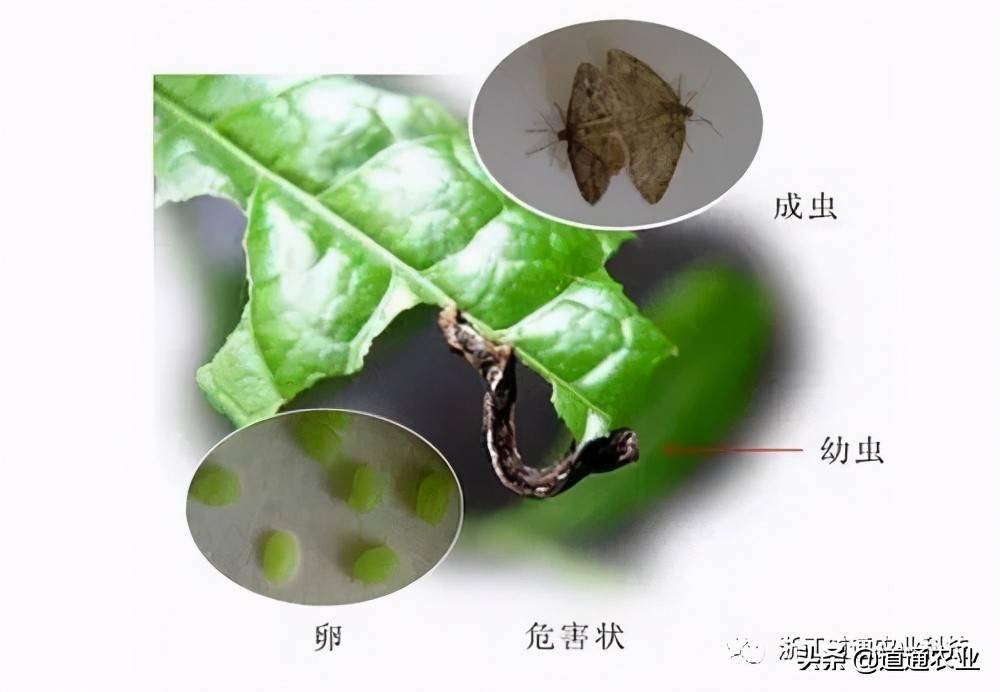 翌年3月上,中旬成虫羽化产卵,4月初第一代幼虫始发,为害春茶