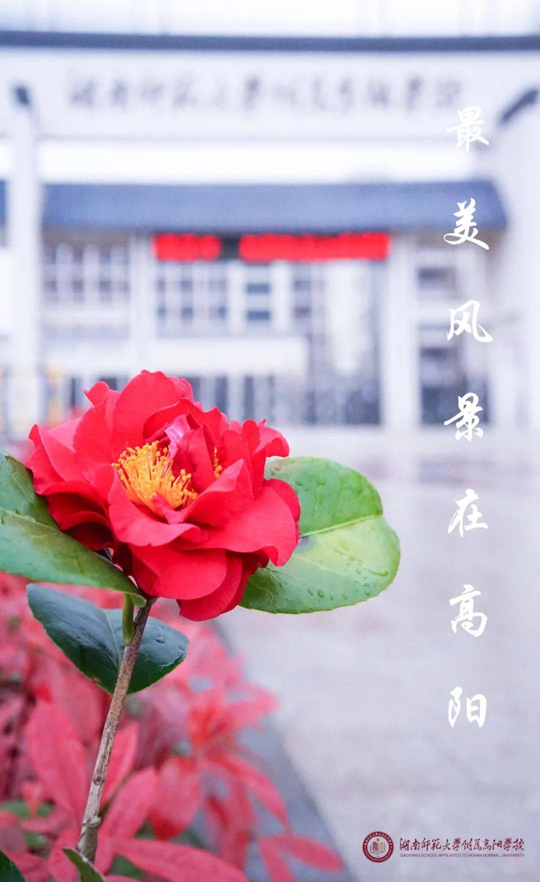 湖南师范大学附属高阳学校：春日花盛开，静待少年来