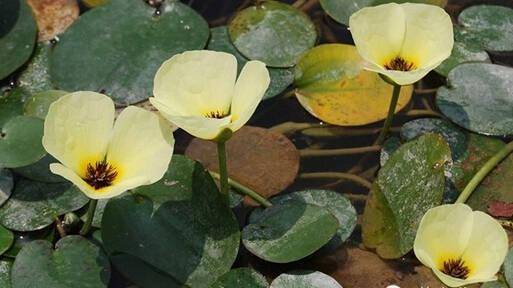 18种 水生植物图鉴 交流