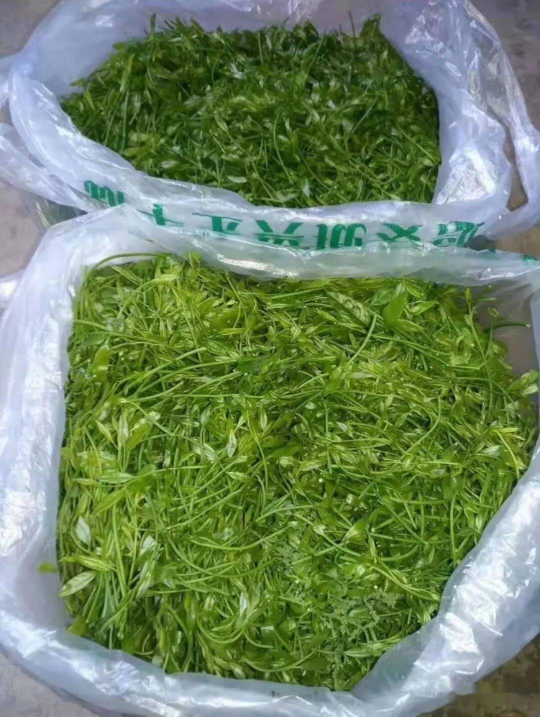 彝族人的富贵菜甜菜