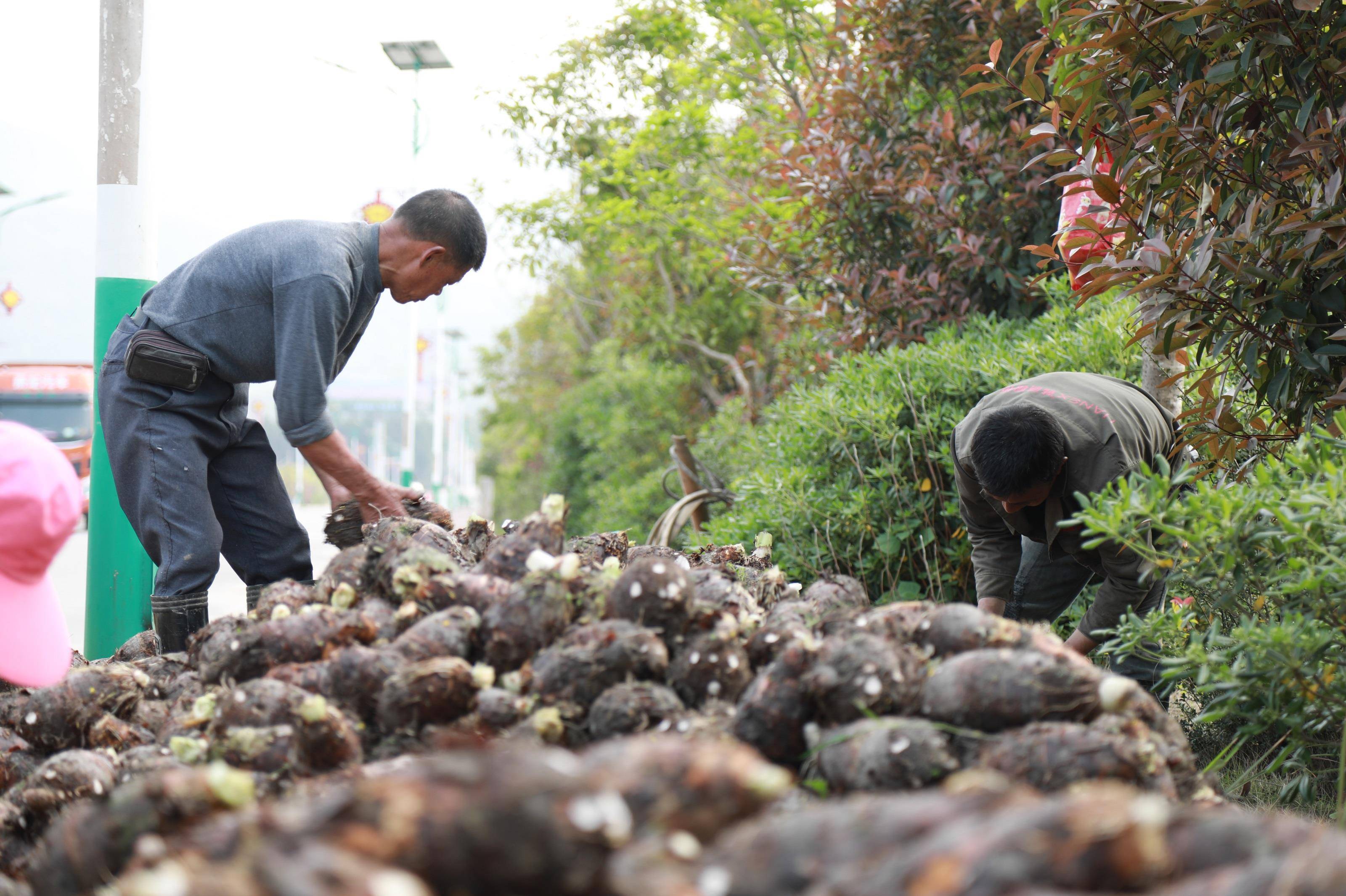 蓝山:小小芋头 助农增收_种植