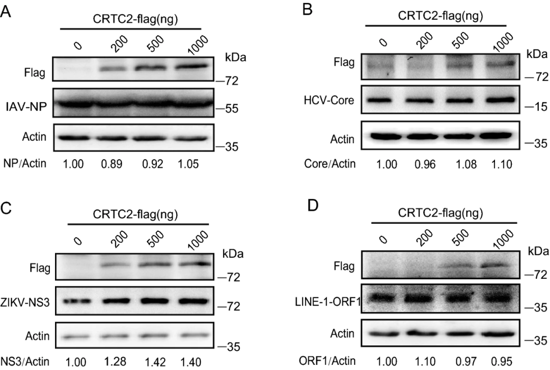 creb调节转录共激活因子2通过抑制rna聚合酶ii在hiv1ltr上的募集抑制