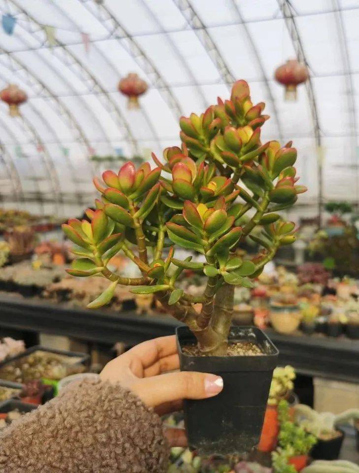 多肉种植基地地址 e5e5af4f666a48e79933cf6169d7f76c.jpeg