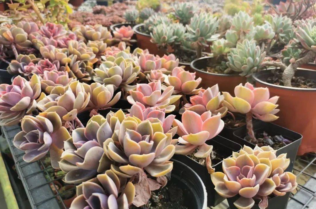多肉种植基地视频大全 fc2121a267ae4b79b53552bd4a93f8b2.jpeg