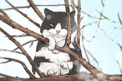 梦见猫咬我的手，寓意解析与梦境启示
