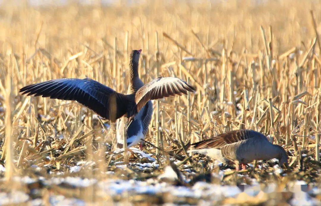 在乌苏栖息67的大雁
