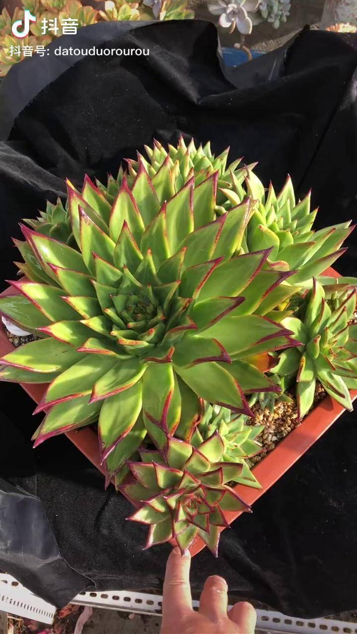 多肉植物 噪音屏蔽术 原始巴松,越看越美