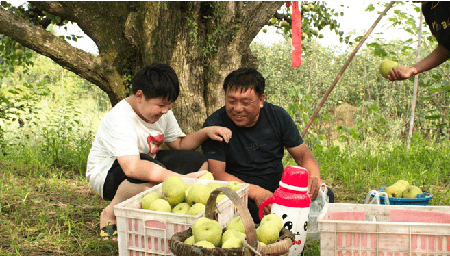 安徽砀山梨农抢区块链先机富了口袋半月谈 上链 成农村新选择 良梨镇