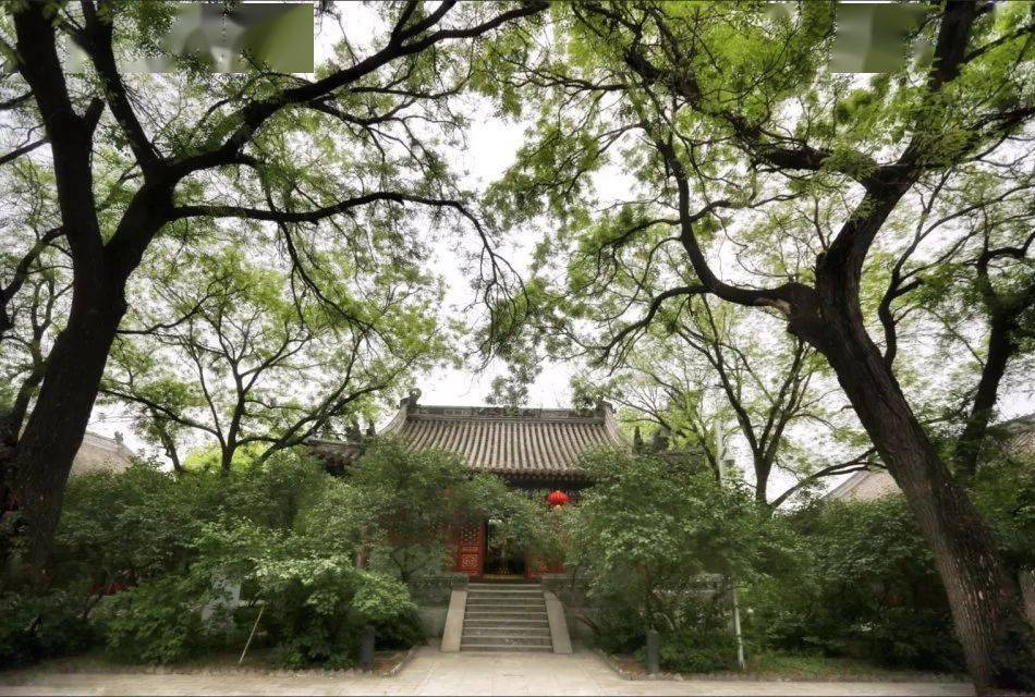 法源寺的丁香花主要栽植在天王殿后面的大雄宝殿和悯忠阁附近.