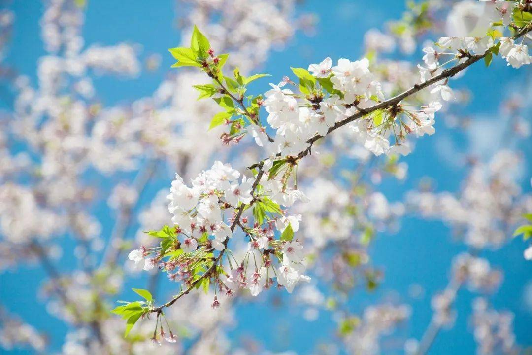免费领票！2021南昌铜源峡首个超大型樱花花海秘境，3月27日-4月11日！快来约~