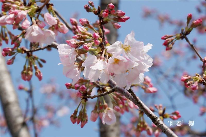 群“樱”荟萃 辰山植物园将迎最美樱花季