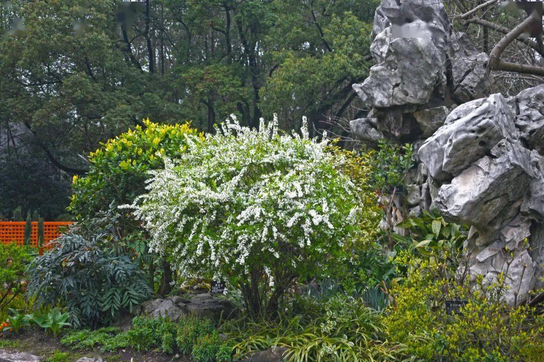 似垂柳般随风摇曳,又开花繁密,在园林中应用广泛,既可孤植于水边,丛植