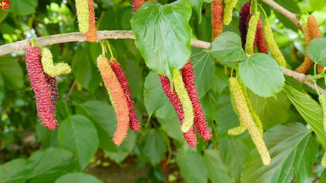 酸甜多汁中山大片桑葚熟了请你免费吃